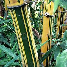 Image result for Bambusa vulgaris