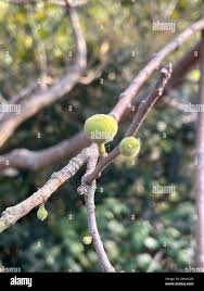 Image result for Ficus exasperata