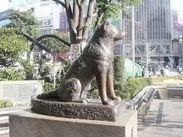 Visit The Statue Of Hatchi In Japan Races De Chiens Chien Akita