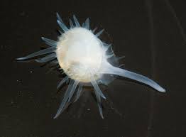 Image result for Galeomma