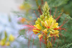 We did not find results for: Top Full Sun Perennials For North Texas