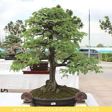 15 Gambar Inspirasi Bonsai Asem Jawa Terbaik