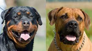 Beautiful littler of purebred boerboel puppies. Rottweiler Vs Boerboel Breed Differences Similarities