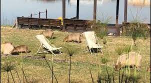 En cabos del lago usted encontrará todo lo que necesita: 4uhfn1bnx3aq7m