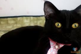 Oyuncu Disi Bombay Kedi Sevimli Pet
