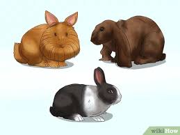 Many pets are impulsively purchased from stores by people who do not understand how to i originally opened up a pet store in 1989. How To Buy A Rabbit 14 Steps With Pictures Wikihow