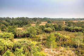 Hutan bakau merupakan ekosistem penting yang terletak di pesisir pantai. Menjelajahi Sundarbans Hutan Mangrove Terbesar Yang Ada Di Dunia Semua Halaman National Geographic