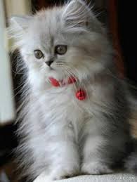 Adopt a kitten or cat from san diego county's helen woodward animal center today! 10 Persian Cats For Sale Ideas Cats And Kittens Cats Kittens