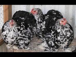 Partridge cochin bantam chicken hatcheries and breeders. Mottled Cochin Bantam Hens Youtube