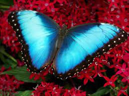 Mariposa Morpho Azul La Mariposa