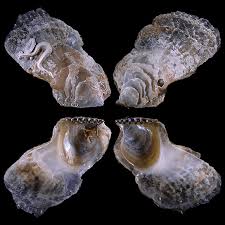 Image result for Isoglossa vulcanicola