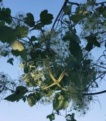 Image result for Clematis uhehensis