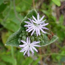 Image result for Elephantopus