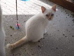 Some ragdolls have long guard hairs. Ragdoll X British Short Hair Reduced March Cambridgeshire Pets4homes