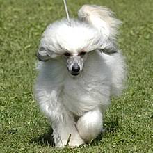 Dog on how to lose a guy in 10 days. Chinese Crested Dog Wikipedia