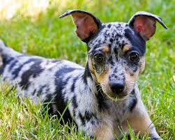 Rat Terrier Puppies Black And Brown Cute Liver Spotted Rat Terrier Puppy Rat Terrier Dogs Rat Terrier Puppies Dog Breeds