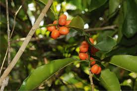 Image result for Oreosyce africana