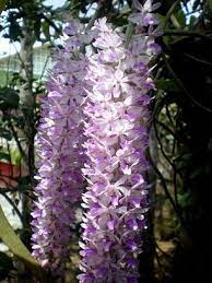 Foxtail Orchid In Assam India Indian Flowers Orchids Home Landscaping