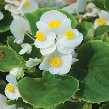 Unbranded 1 Pint Green Leaf White Begonia Plant 3992 The Home Depot