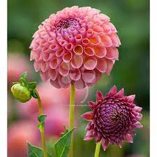 Dahlia Jowey Winnie Flower Garden Dahlia Flower Arrangements Beautiful Flowers