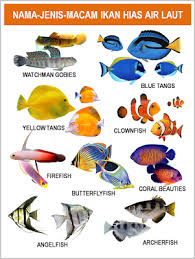 Banyaknya ikan laut di indonesia membuat variasi olahan masakannya sangat. Gambar Foto Jenis Macam Nama Ikan Hias Air Laut Freewaremini Ikan Air Tawar Hewan