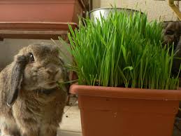 Herbe Ou Foin Pour Le Lapin De Compagnie La Dure Vie Du Lapin Urbain