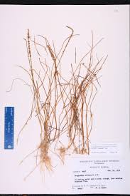 Image result for Triglochin striata