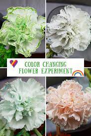 How To Reveal A Plant S Vascular System Tamara Tamawi Horne Carnation Flower Organic Gardening Books Children S Garden