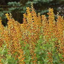 Image result for Baphia ovata