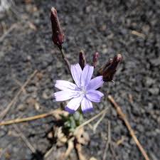 Image result for Lactuca inermis
