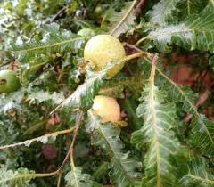 Image result for Psidium guajava