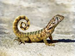 Maybe you would like to learn more about one of these? What Does It Mean When You Dream About A Lizard