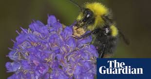 If bumble bees have taken up residence on or near your home, you might be thinking about how to get rid of them. Alys Fowler Living With Bees Here S What Not To Do Gardening Advice The Guardian