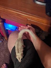 Sugar Glider Late Night Album On Imgur