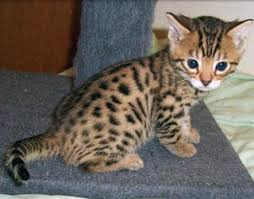 Awalnya kucing bengal dibiakkan dari kucing domestik american shorthair dan macan tutul asia. Kucing American Shorthair Murah The Best Model American Haircut