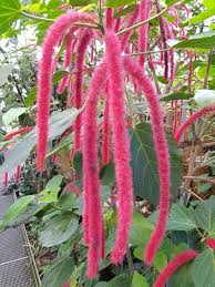 Image result for Acalypha fimbriata