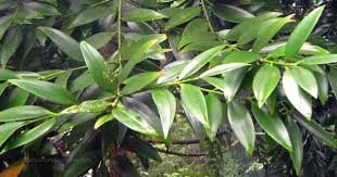 Ciri ciri hutan hujan konifer. Ciri Ciri Pohon Damar Agathis Dammara Di Alam Liar Ciriciripohon Com