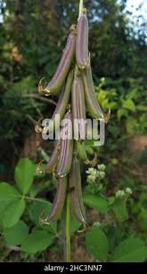 Image result for Crotalaria preladoi