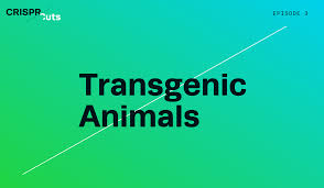 The development of transgenic animals has been part of biotechnology. Crispr Edited Transgenic Animals