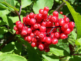 Berries unlimited is your source for quality, tissue cultured, berry plants and bushes. Berry Crop Red Berries Bush Red Food And Drink Food Healthy Eating Fruit Piqsels