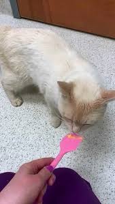 Our mission is to provide the highest quality in veterinary medical animal pet health care in a professional, friendly, relaxed setting. Monticello Animal Hospital Charlottesville Virginia Facebook