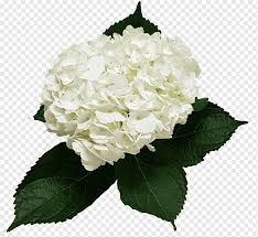 Hydrangea and peony round bouquet. Hydrangea Cut Flowers Flower Bouquet Floral Design Hydrangea White Flower Cornales Png Pngwing