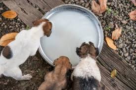 Parents usually use bottle feeding as an intermediary between breastfeeding and cup feeding. How Much Often Long To Feed A Newborn Puppy Animalso