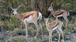Image result for wildlife around the world