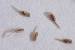 Black Dead Lice