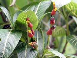 Image result for Sanchezia speciosa