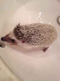 Cute baby hedgehog and leaves extremely soft hand towels watercolor boho animal kitchen towel 11.8 x 27.6 inch super absorbent bath towel for women men kids swimming hiking travelling 4.7 out of 5 stars 5 Hedgehog Mani Pedis 7 Steps With Pictures Instructables