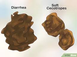 3 Ways To Treat Diarrhea In Rabbits Wikihow