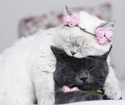 Pin By Hatice Sakar On Pussans Cute Animals Cute Cats Cats And Kittens