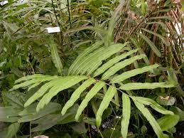 Image result for Acrostichum